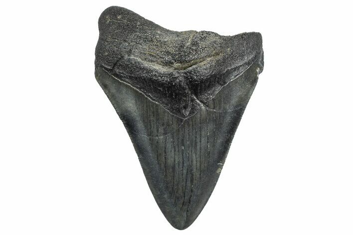 Juvenile Megalodon Tooth - South Carolina #362464